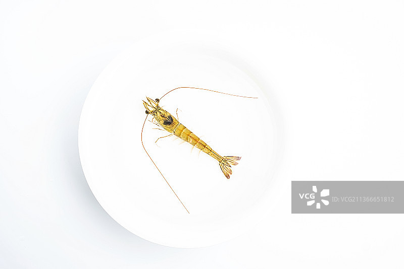 水盆中的基围虾图片素材