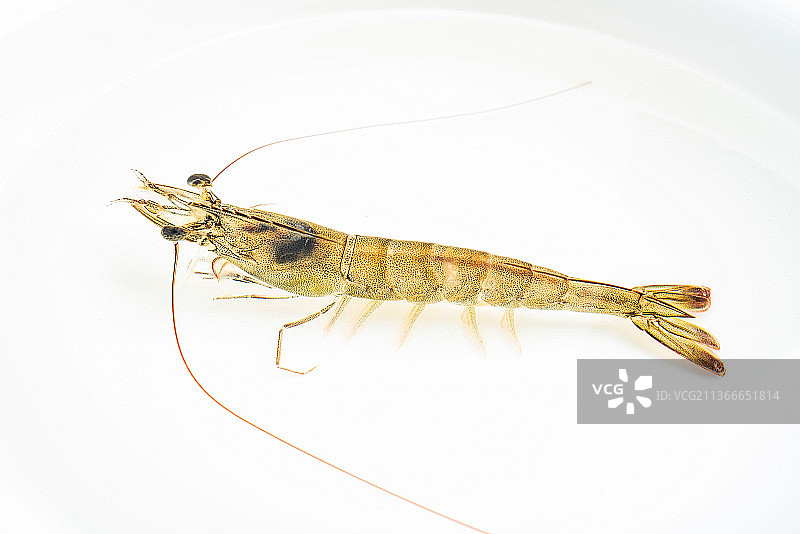 水盆中的基围虾图片素材