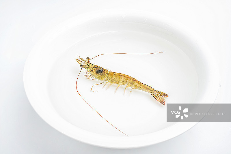 水盆中的基围虾图片素材