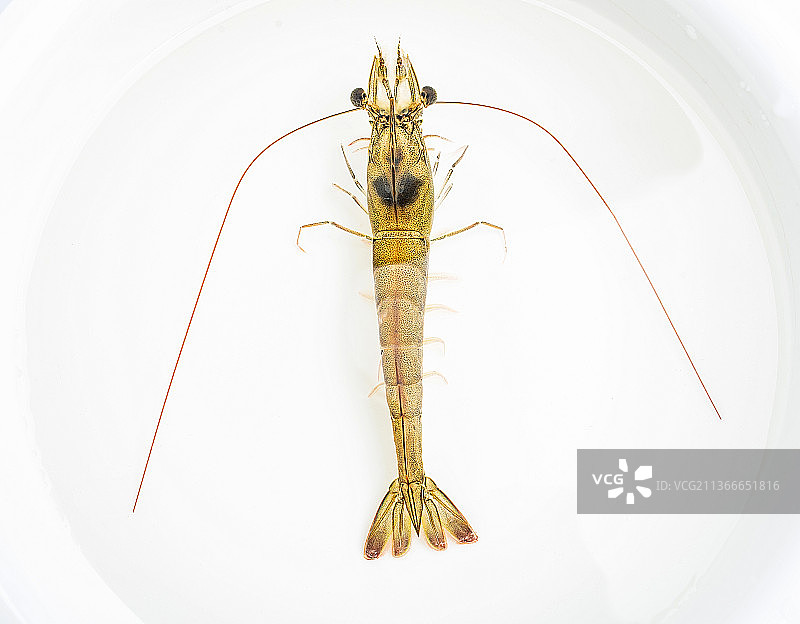 水盆中的基围虾图片素材