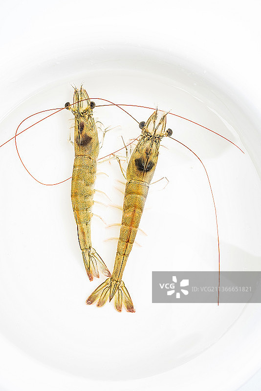 水盆中的基围虾图片素材