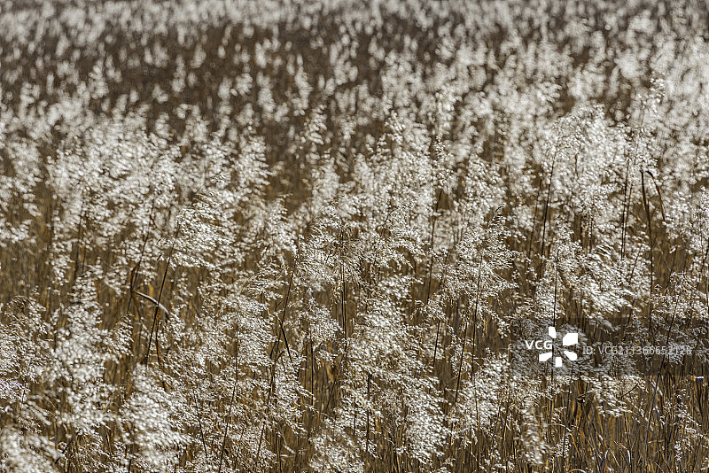 冬天的九寨沟芦苇海图片素材