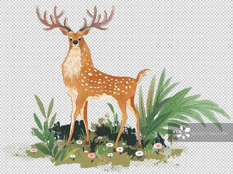 昂首站在草丛中的梅花鹿图片素材