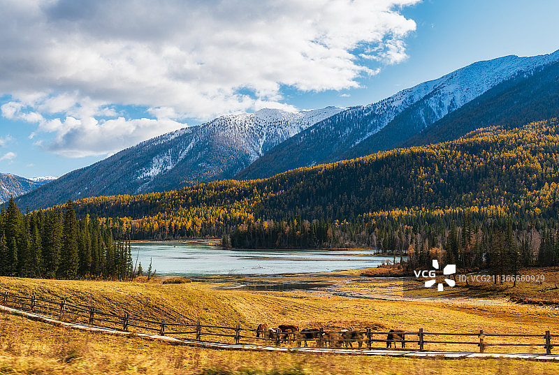 新疆阿勒泰地区布尔津喀纳斯景区鸭泽湖秋季户外风光图片素材