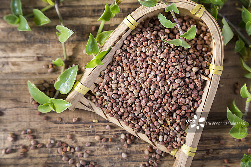 中国古风背景的中药莱菔子特写图片素材