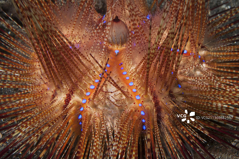 闪耀的海胆特写图片素材