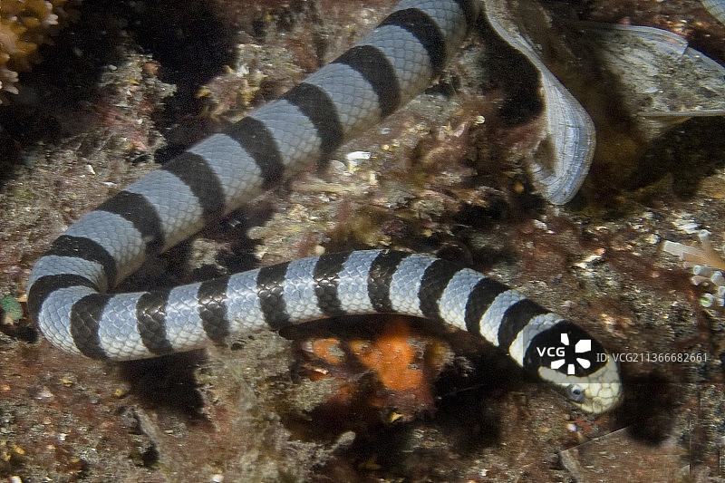 环纹海蛇图片素材