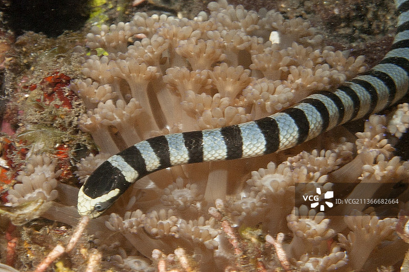 邦德海奎蛇特写图片素材