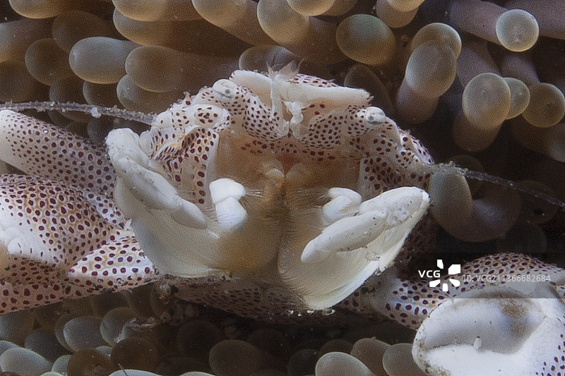 特写镜头下的斑点瓷蟹图片素材