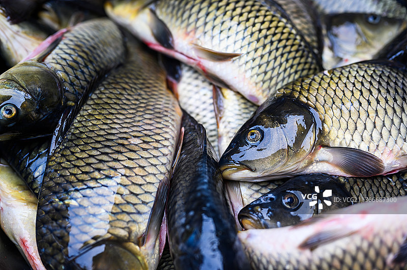 杀好的鲤鱼图片素材
