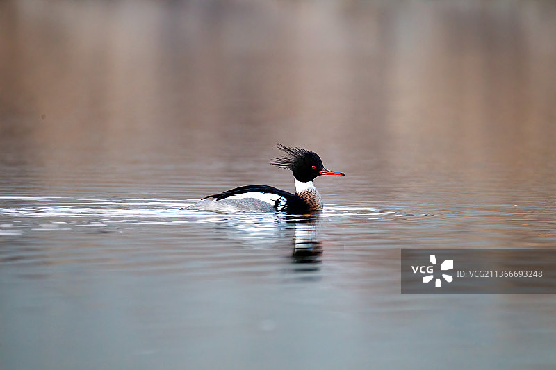 小城来了秋沙鸭图片素材