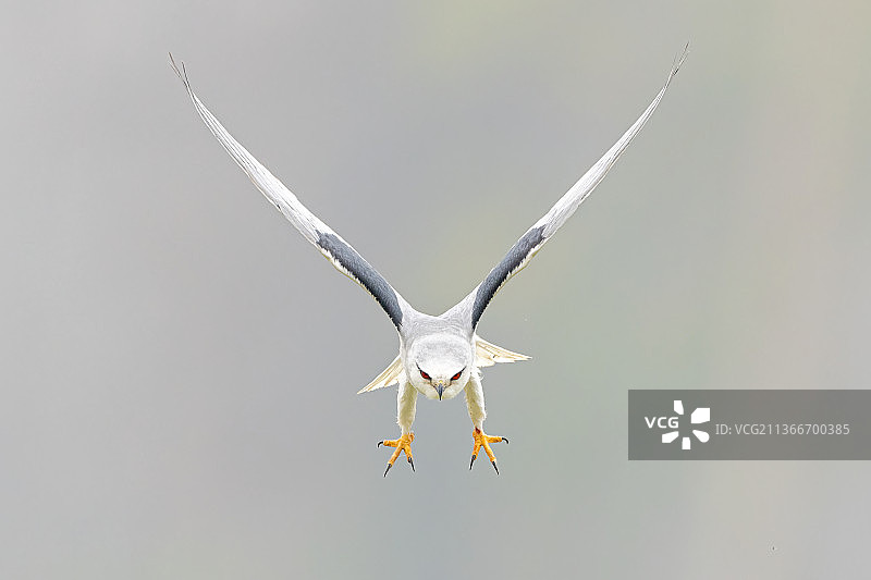 黑翅鳶俯冲图片素材