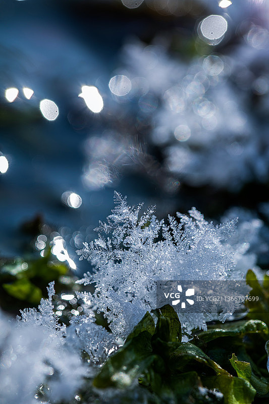 冰凌花图片素材