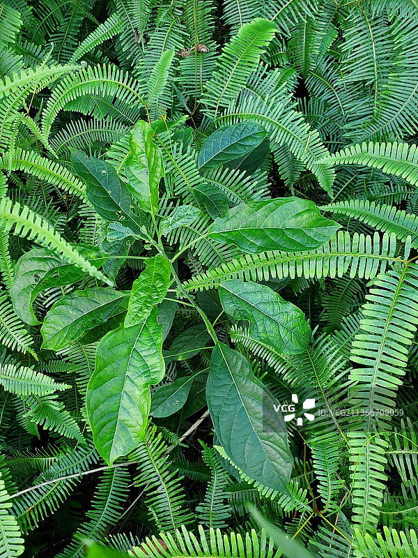 蕨类植物叶子的全画幅镜头图片素材