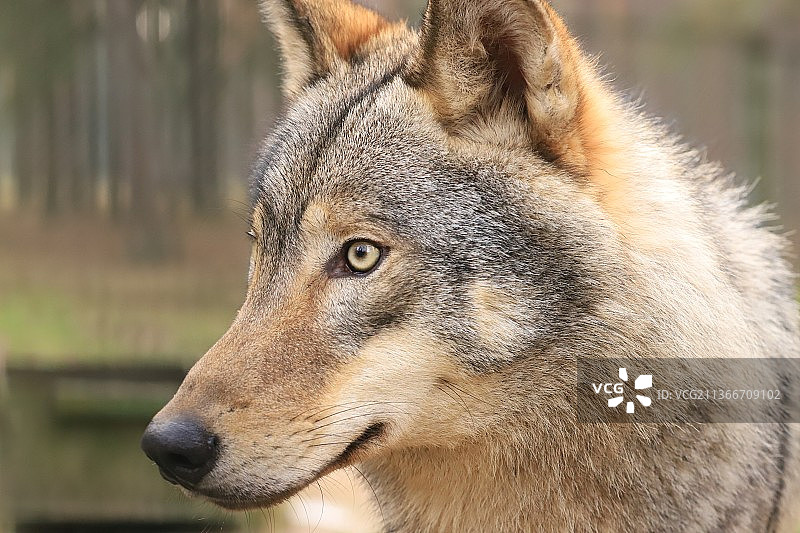 灰狼移开视线的特写图片素材