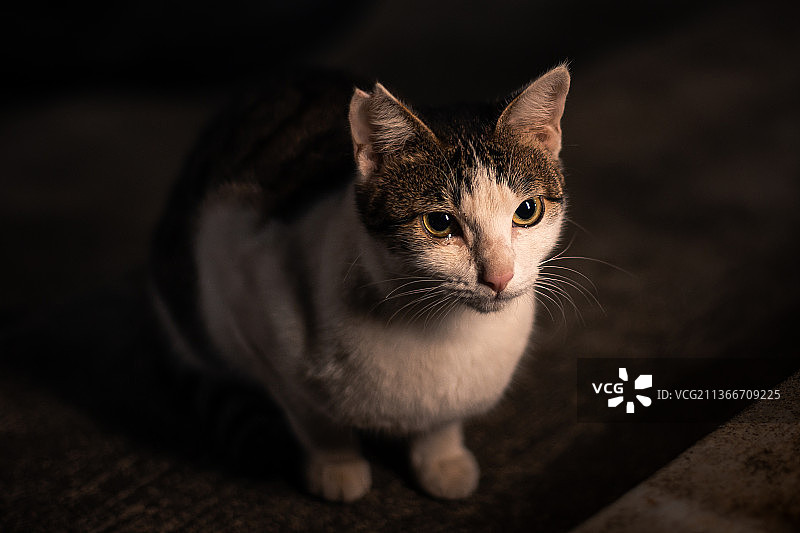 坐着的猫的特写肖像图片素材