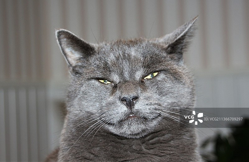 尼洛猫，猫的特写，芬兰维尔拉特图片素材