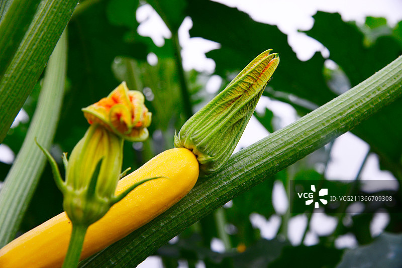 黄色西葫芦，西葫芦花，西葫芦特写照片图片素材