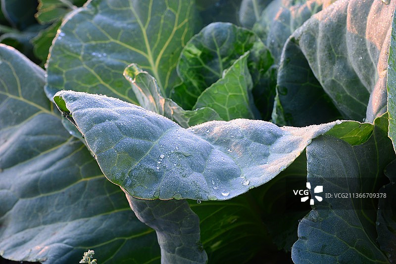 湿植物叶子的特写图片素材