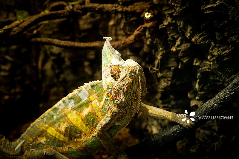 特写：变色龙在树上图片素材
