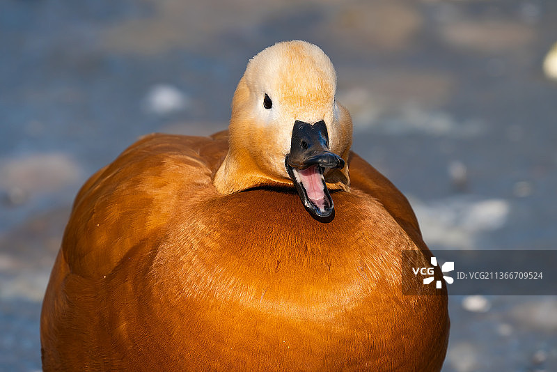 赤麻鸭特写图片素材
