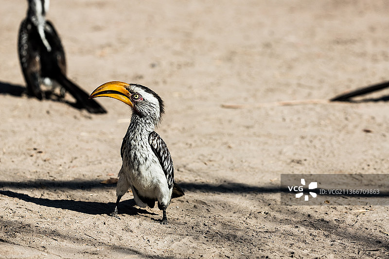 栖息在沙地上的犀鸟特写，纳米比亚卡拉斯图片素材