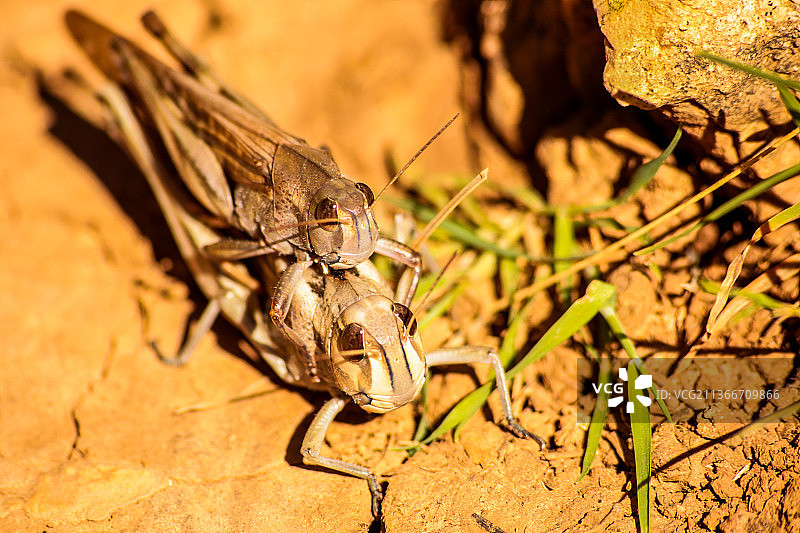 岩石上昆虫的特写图片素材