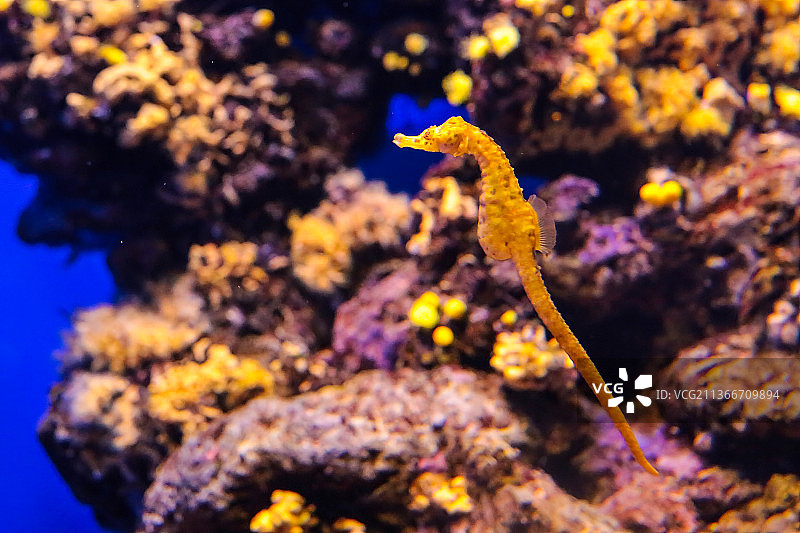 海中珊瑚的特写图片素材