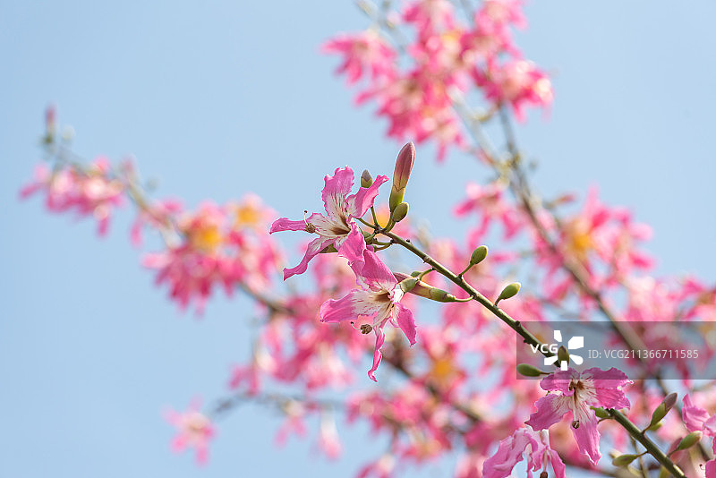 美丽异木棉图片素材