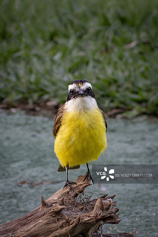 莺栖息于树枝的特写，巴西图片素材