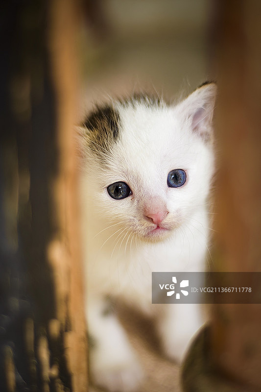 小猫特写图片素材