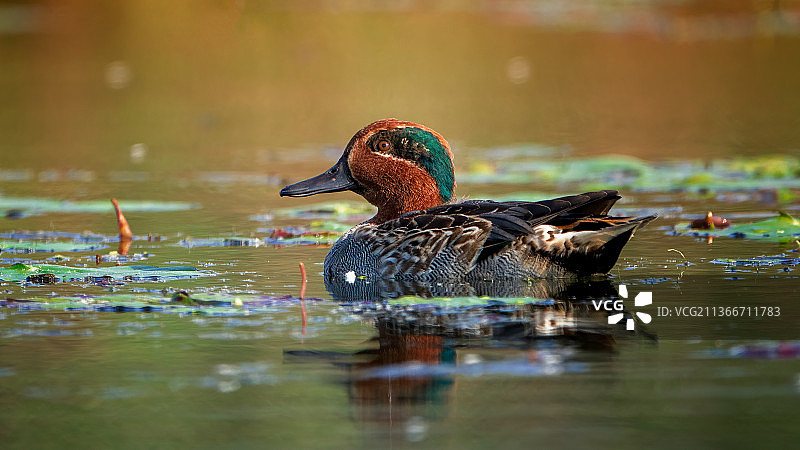 印度，在湖中游泳的绿头鸭特写图片素材