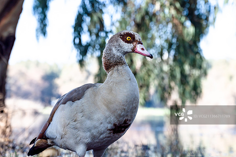美丽的埃及鹅在内坦亚冬季湖面上飞翔图片素材