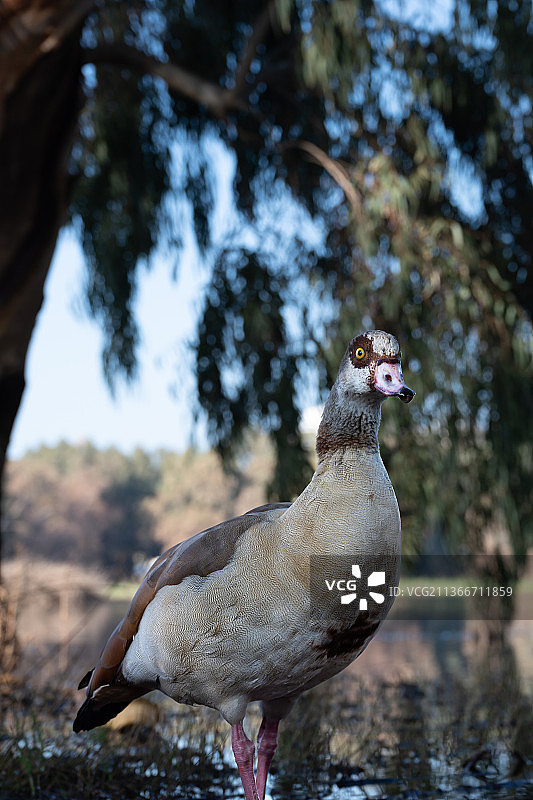 美丽的埃及鹅在内坦亚冬季湖面上飞翔图片素材
