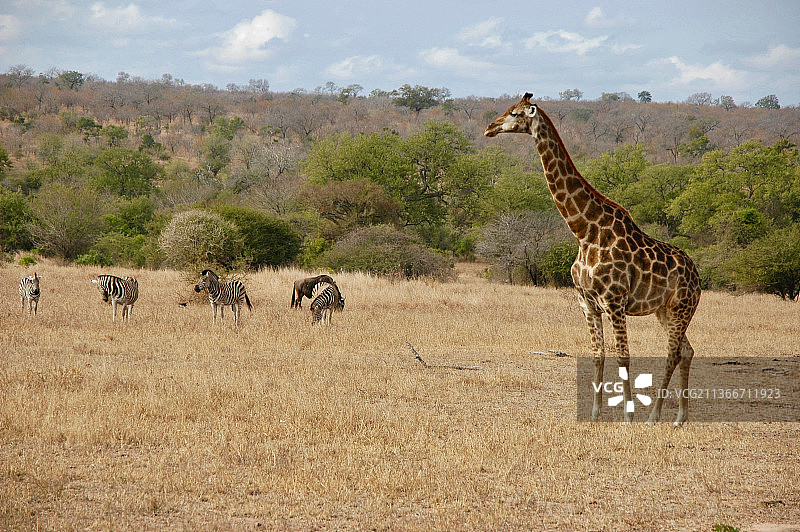 克鲁格公园，南非，田野里的长颈鹿和斑马图片素材