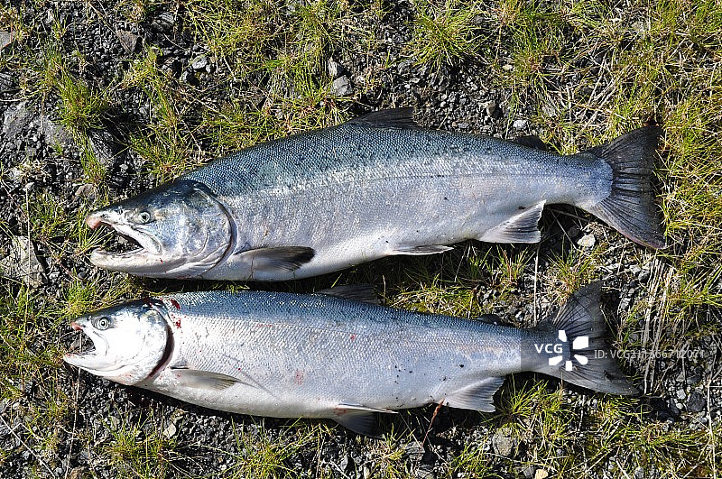 田野上鲑鱼俯视图图片素材