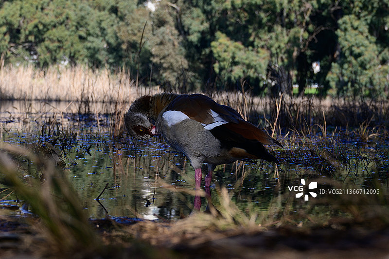 美丽的埃及鹅在内坦亚冬季湖面上飞翔图片素材