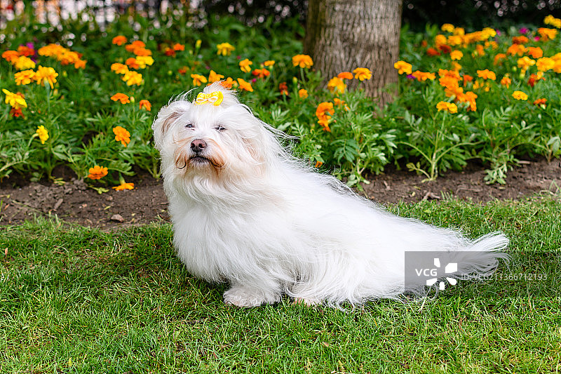 科托努犬，哈瓦那犬坐在田野上的肖像图片素材