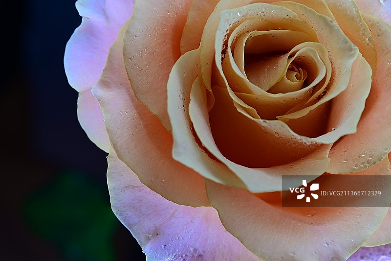 玫瑰上的光芒，玫瑰特写图片素材