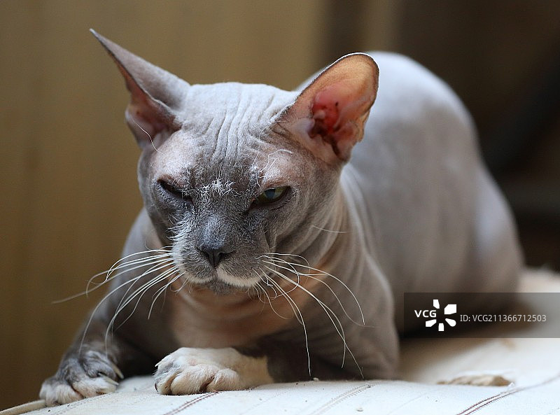 我的猫科尔涅，猫坐在地板上的特写，俄罗斯图片素材