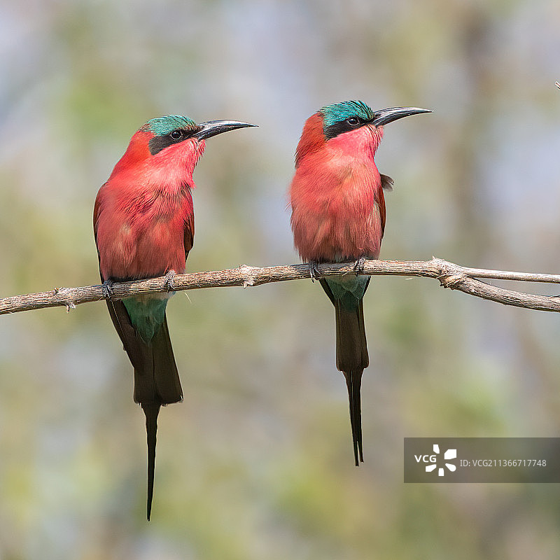 栖息在树上的朱红蜂虎，博茨瓦纳图片素材