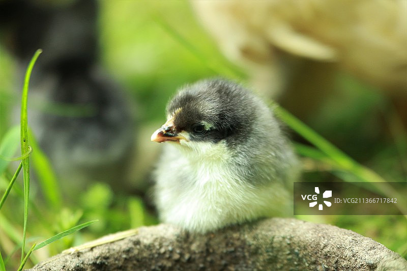 草地上的一只小鸡图片素材