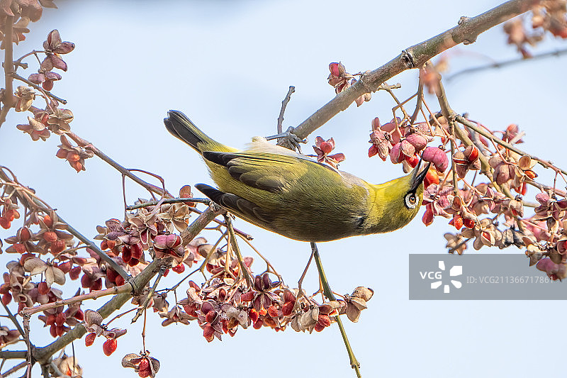仰视栖息在树上的鸣禽图片素材