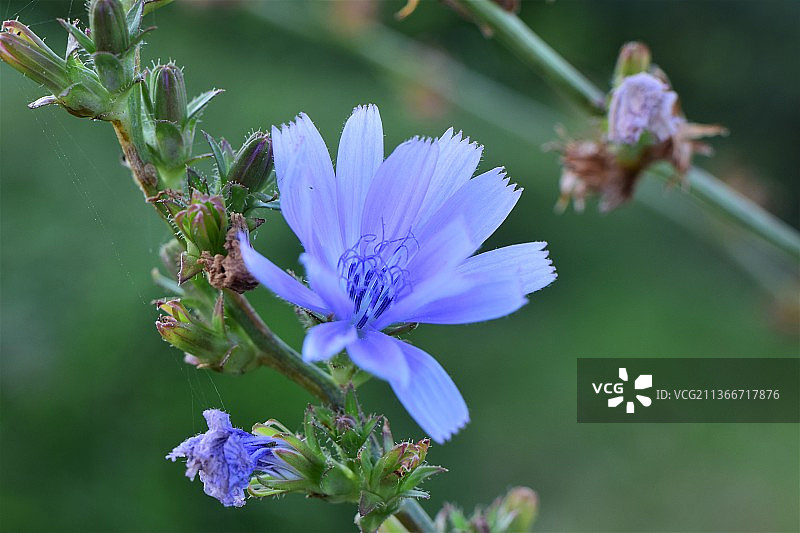 菊苣特写图片素材