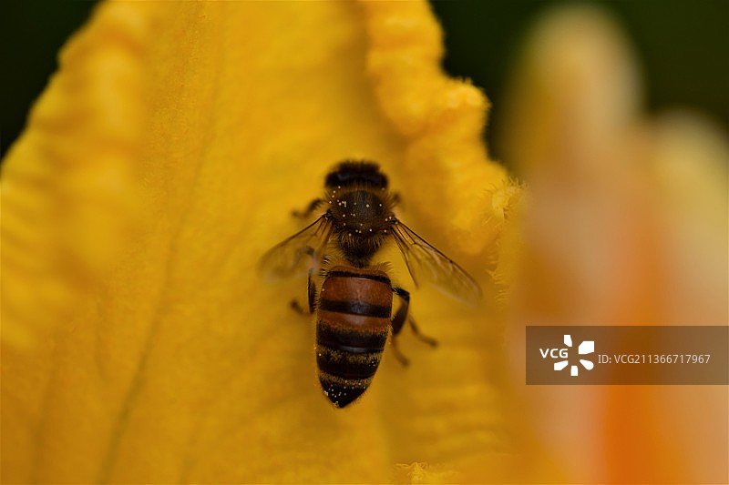 黄色南瓜花上的蜜蜂图片素材