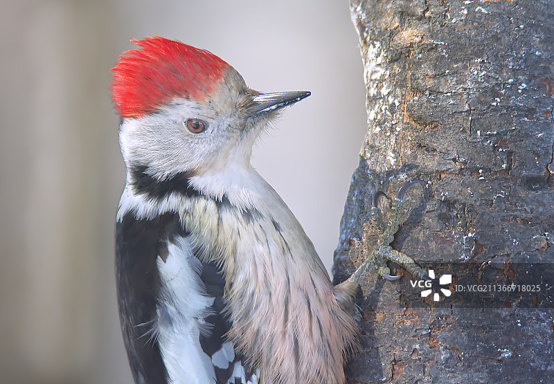 啄木鸟栖息在树上的特写镜头图片素材