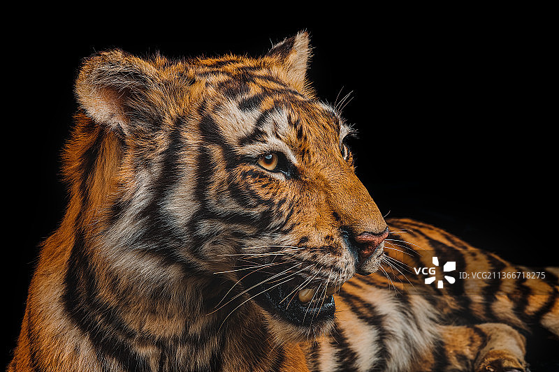 虎年大吉图片素材