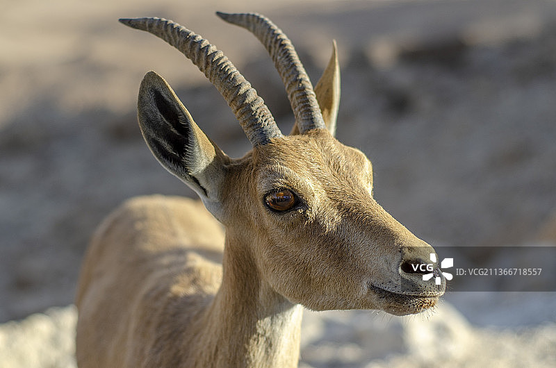 山羚特写图片素材