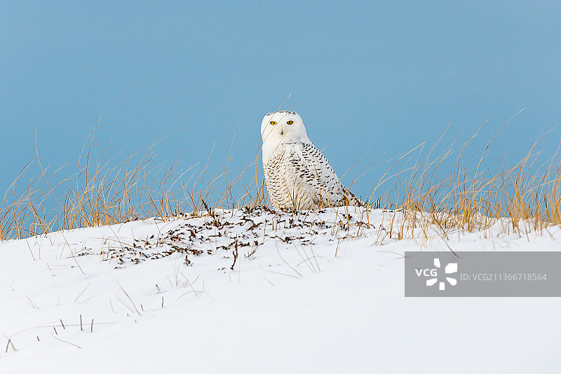雪鸮特写，摄于加拿大雪地图片素材