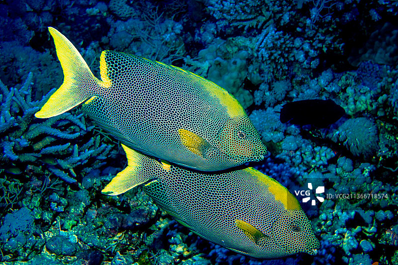 星点篮子鱼特写图片素材